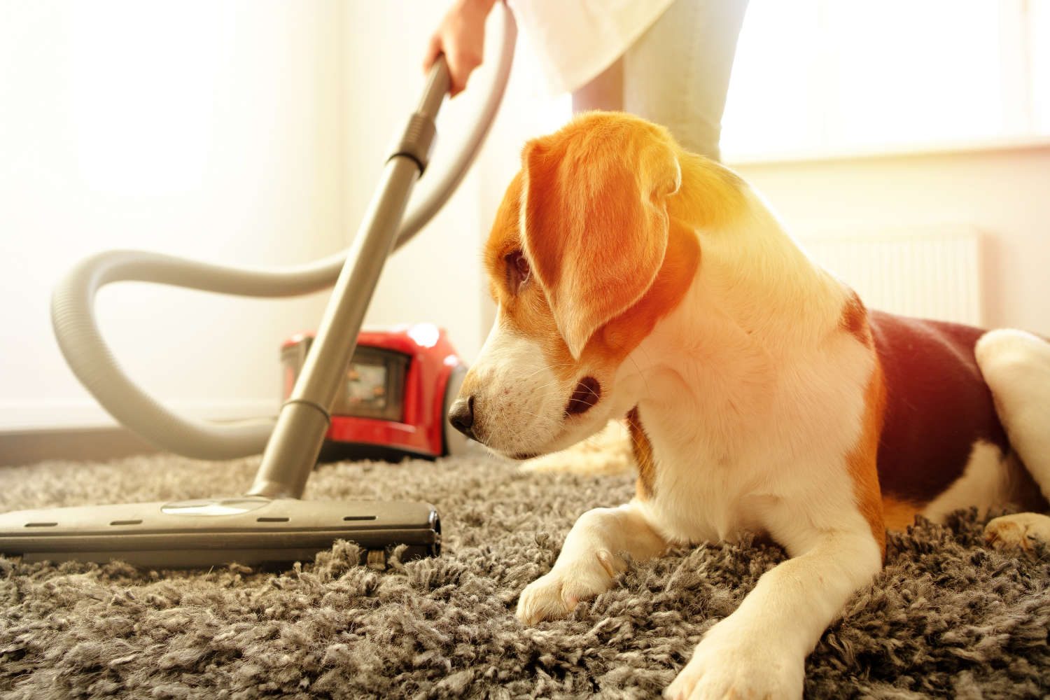 Cleaning with animals: How to work your way around the smallest members of the family